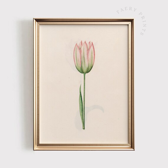 Pink Tulip Vintage Botanical Illustration Single Stem Art Poster