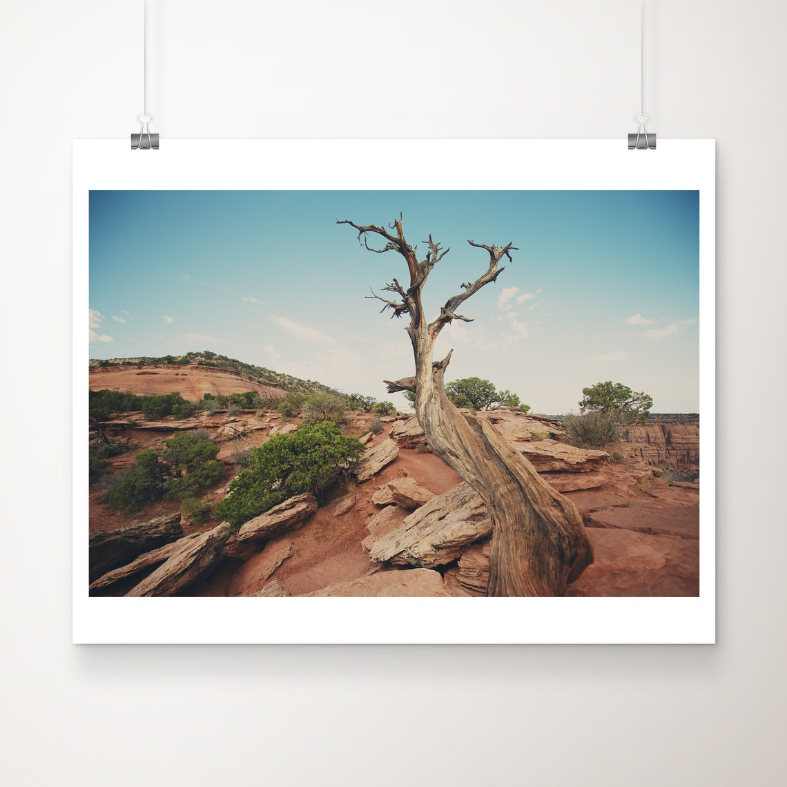 Colorado National Monument Twisted Juniper Desert Rock Photo Print