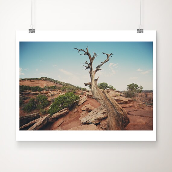 Colorado National Monument Twisted Juniper Desert Rock Photo Print