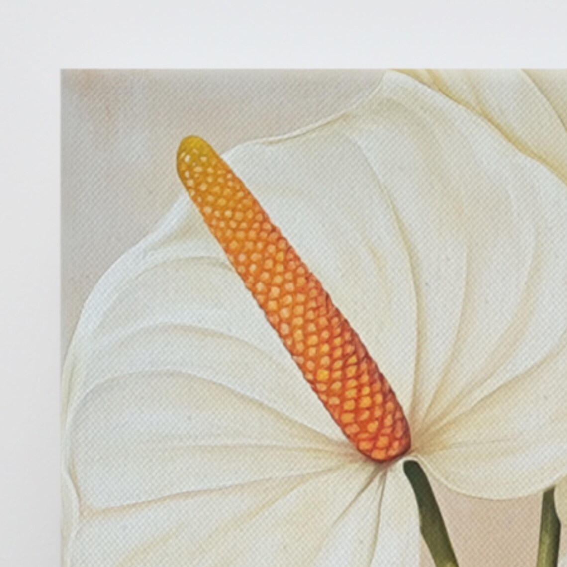 White Anthurium Orange Spadix Tropical Botanical Painting Poster - Image 3