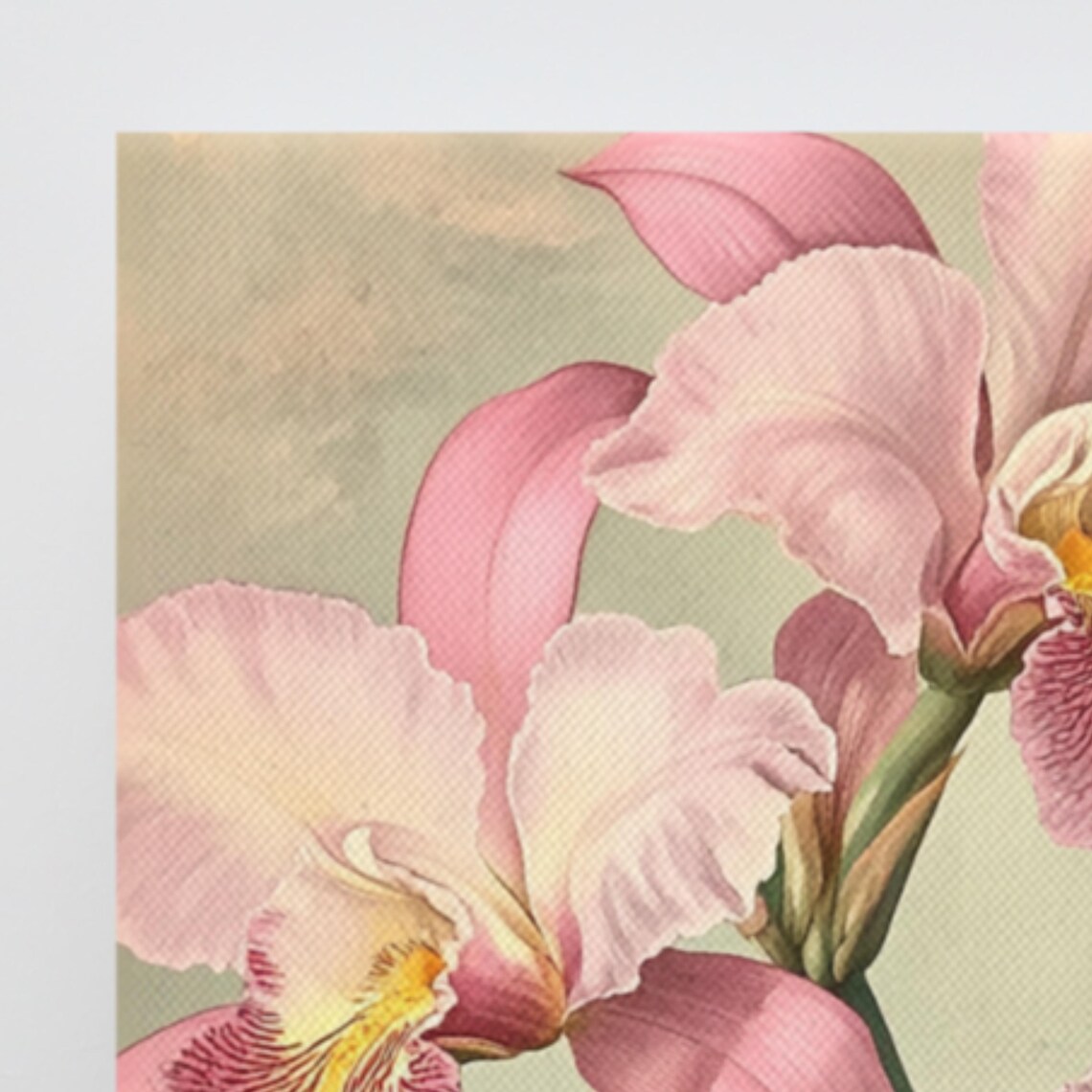 Pink Cattleya Orchid Blooms Vintage Botanical Floral Art Poster - Image 3