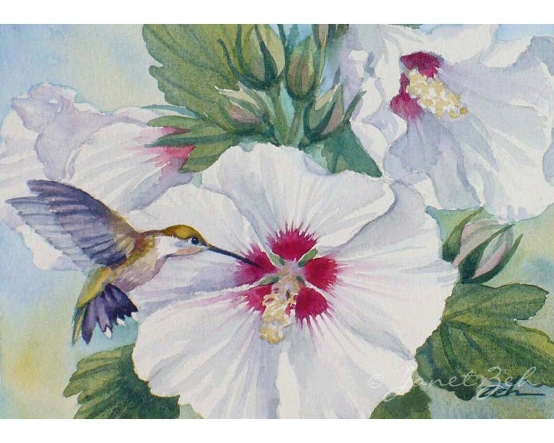 Hummingbird White Hibiscus Flowers Watercolor Bird Painting Art Poster