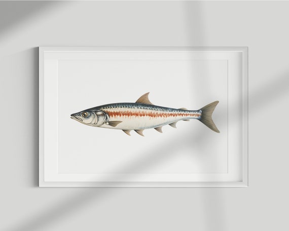 Mackerel Vintage Illustration Art Print, Fishing Decor