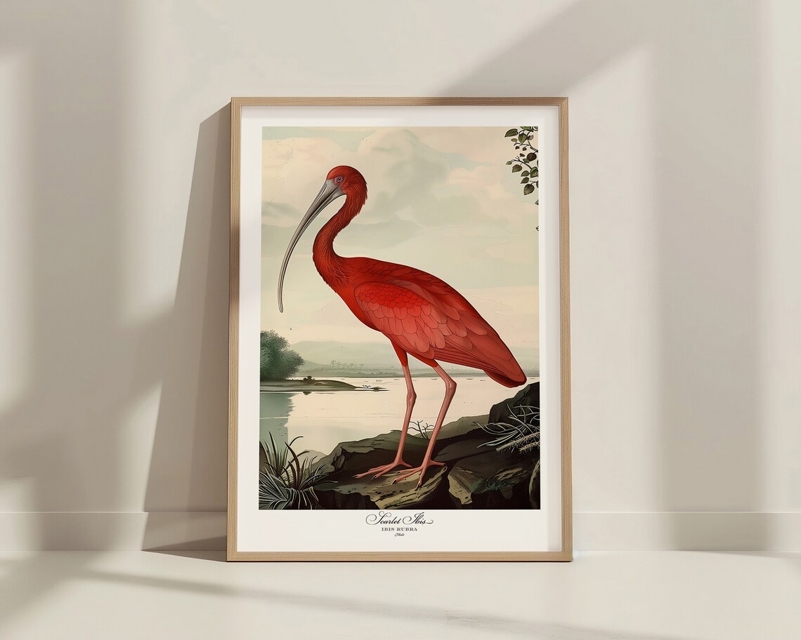 Scarlet Ibis Audubon Style Vintage Bird Illustration Nature Poster - Image 3