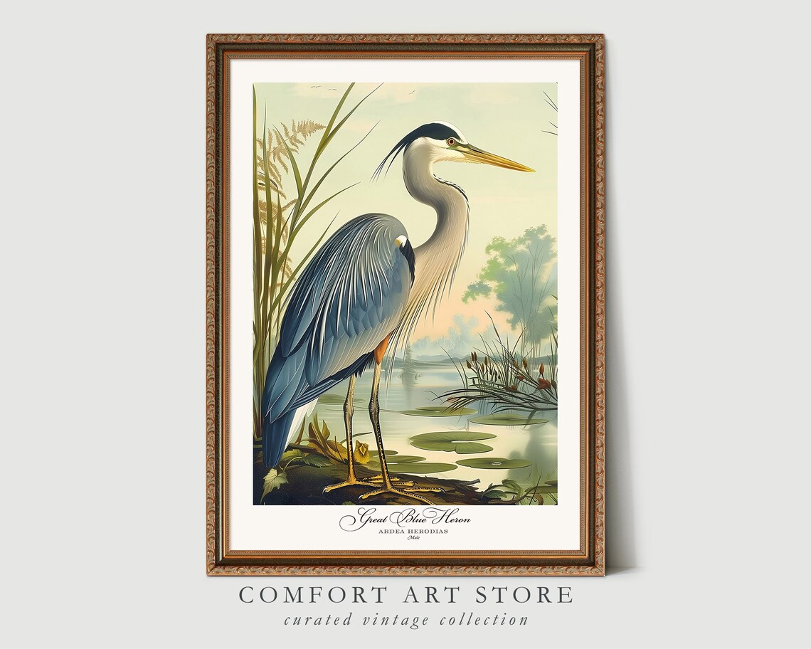 Great Blue Heron Audubon-Style Bird Print, Vintage - Image 3