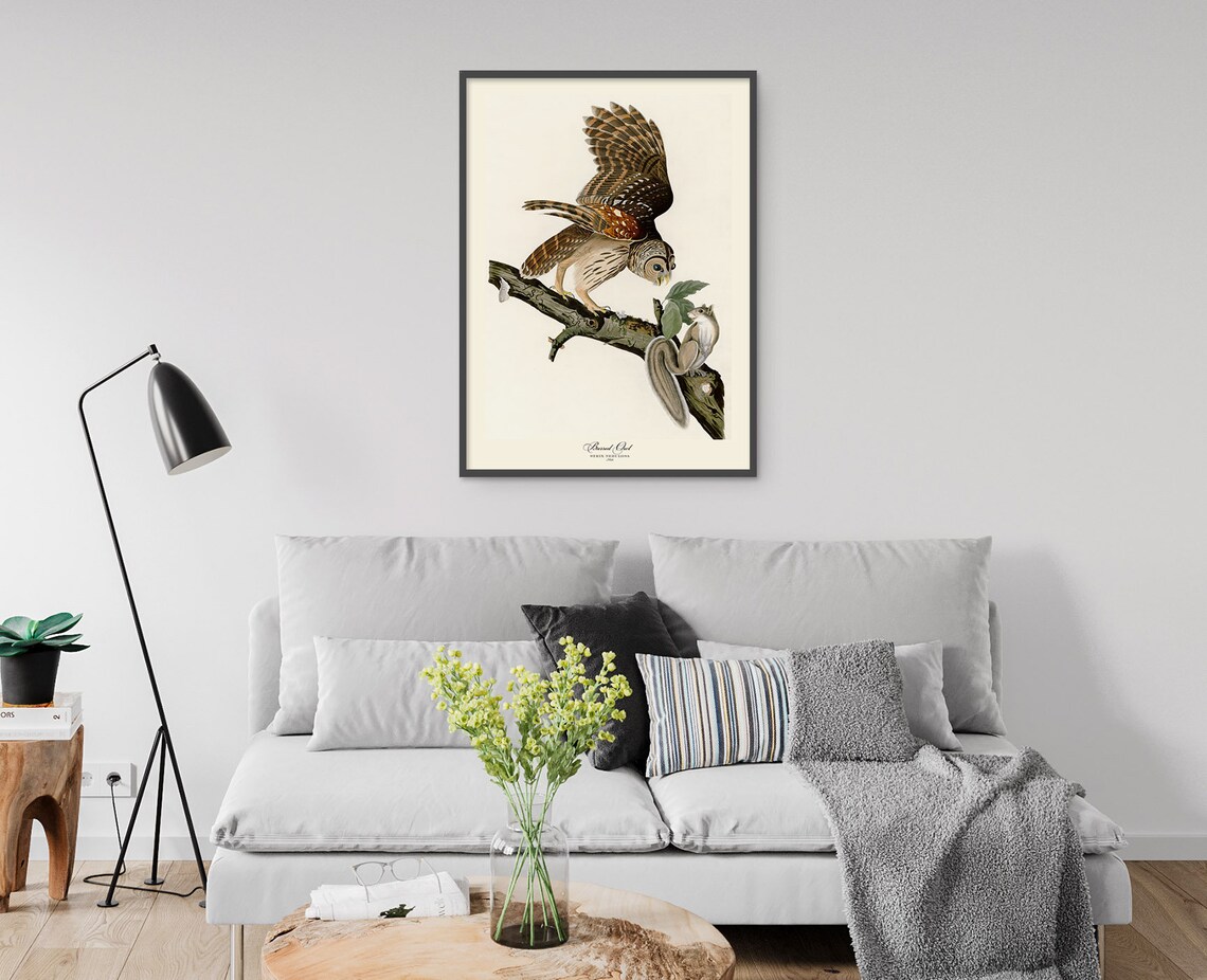 Barred Owl With Squirrel Vintage Audubon Bird Engraving Poster - Image 6
