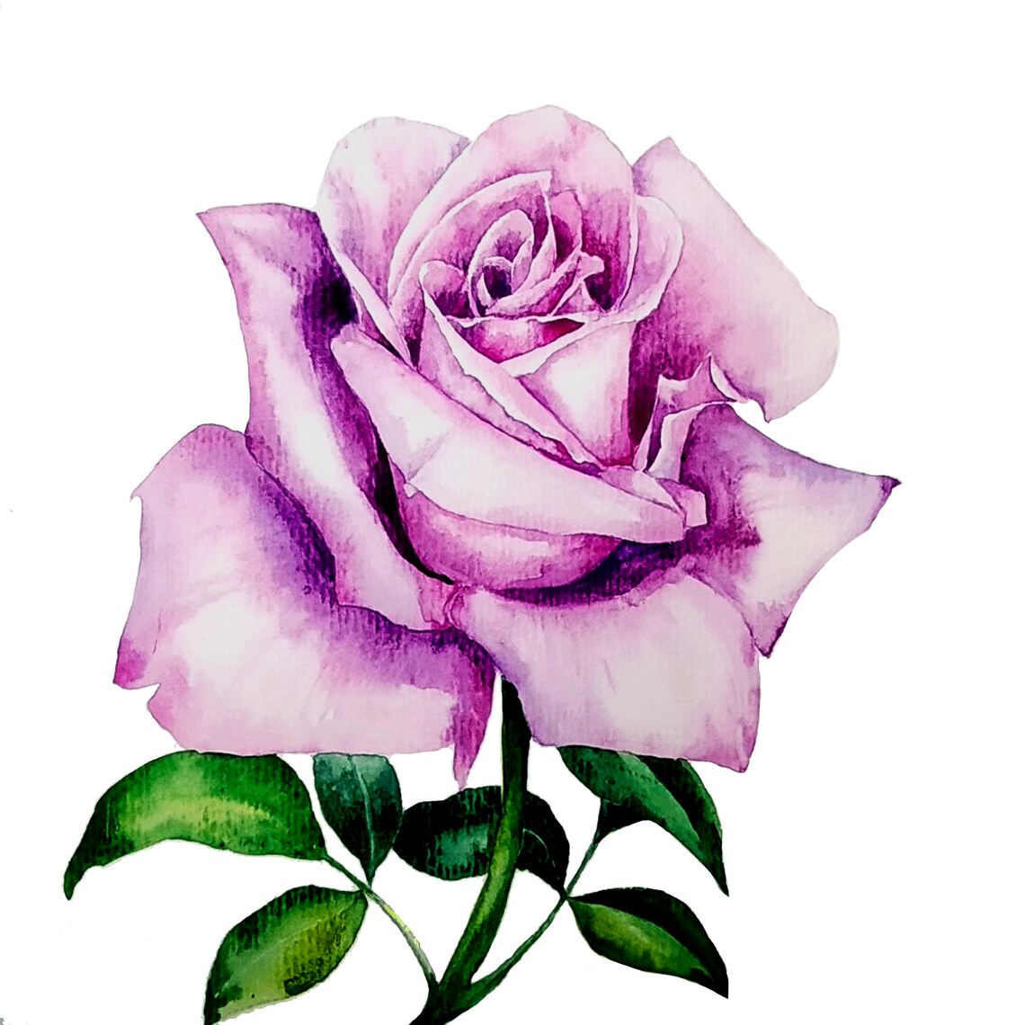 Lavender Pink Rose on Stem Botanical Watercolor Flower Art Poster