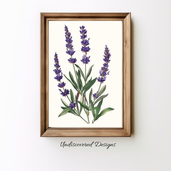 Antique Lavender Botanical Print Elegant Floral Wall Art