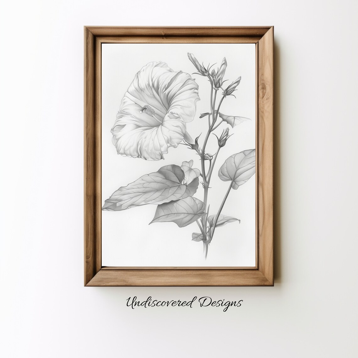 Vintage Morning Glory Botanical Pencil Sketch Bloom And Buds Poster