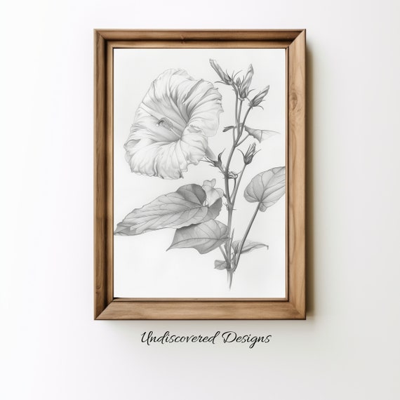 Vintage Morning Glory Botanical Sketch Art Print