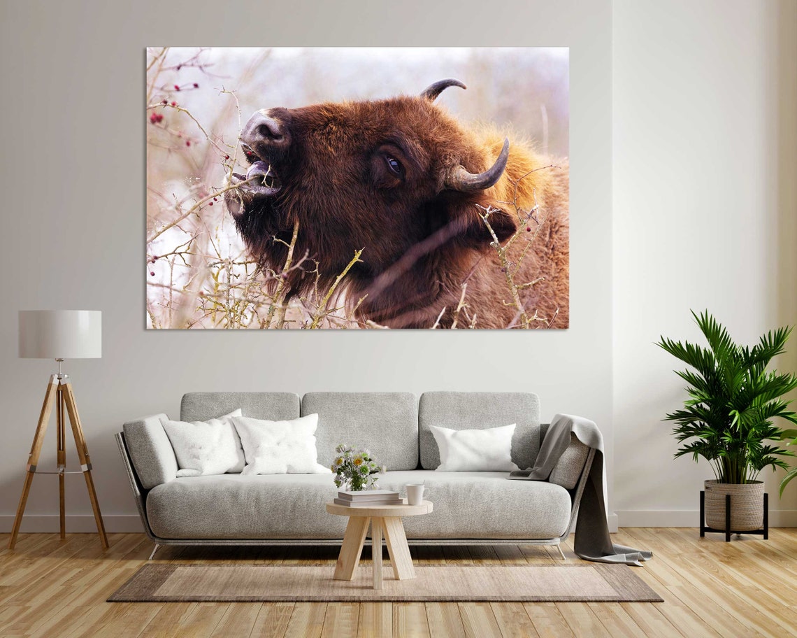 Buffalo Bison Eating Berries Closeup Wild Animal Wildlife Poster
