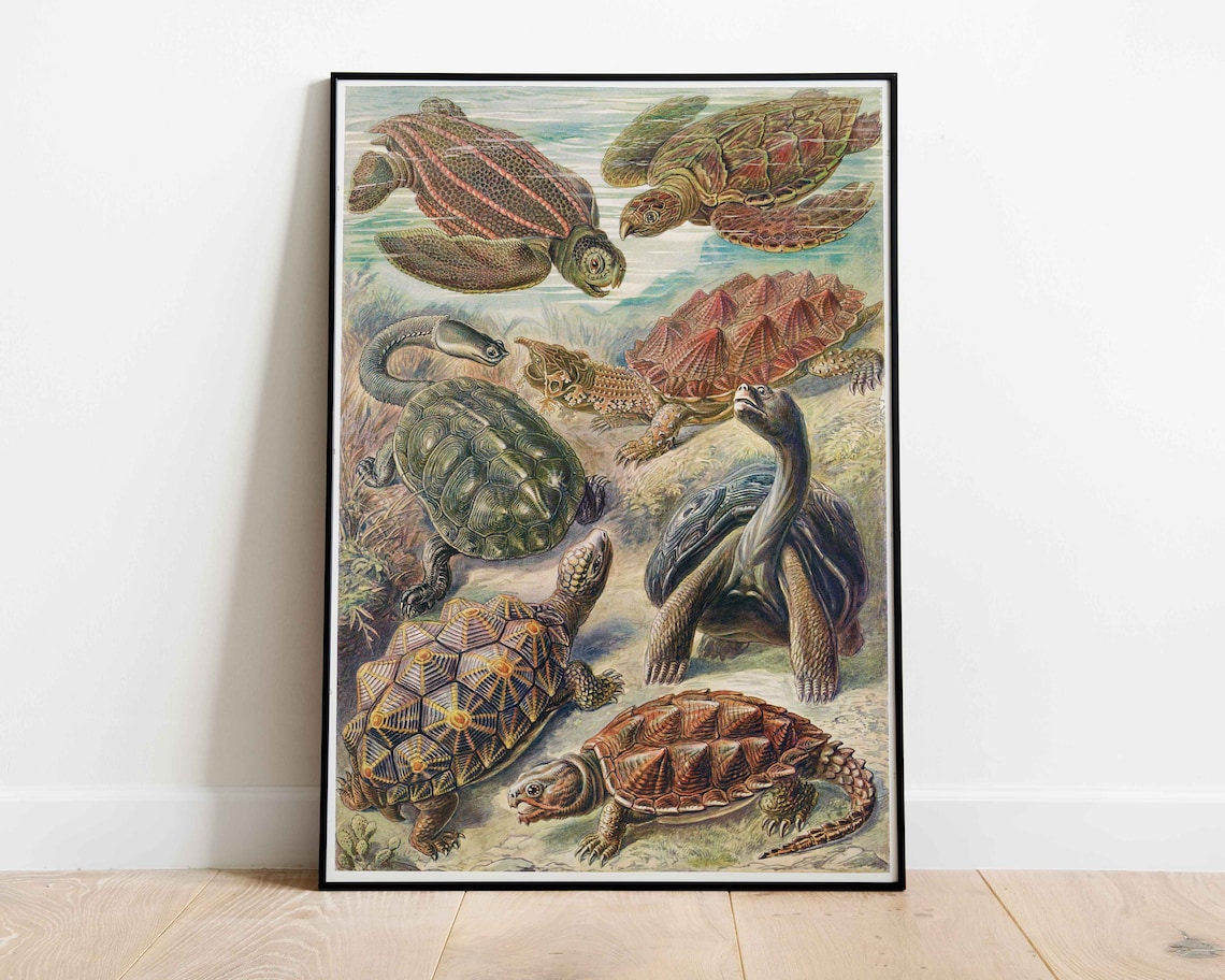 Vintage Turtle Species Sea Turtle Natural History Illustration Poster