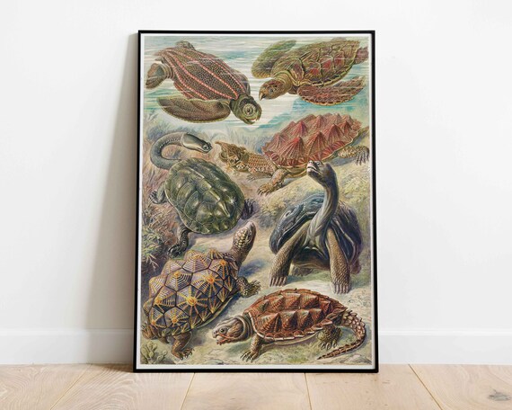 Vintage Turtle Species Poster Educational Turtle Poster Animal Decor