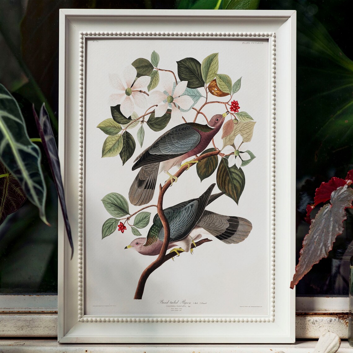 Pigeon Antique Bird Painting, Vintage Art Print - Image 4