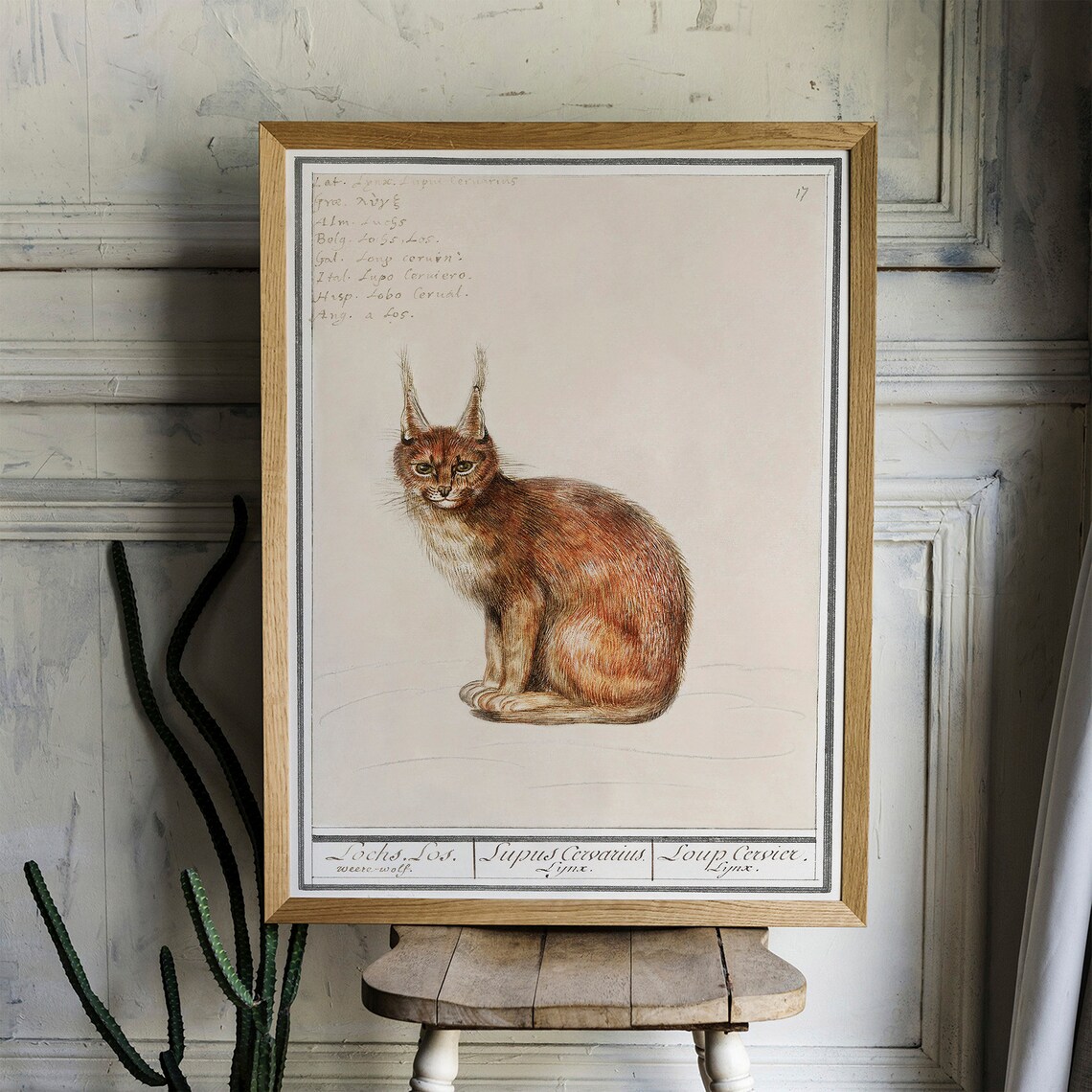 Lynx Print, Vintage Zoology Wall Art Poster
