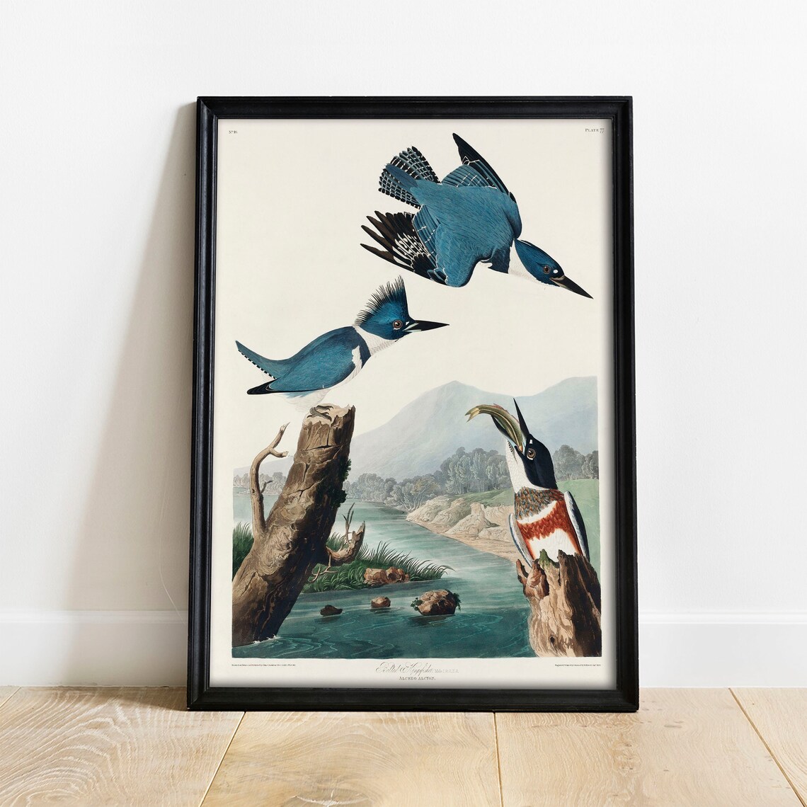 Kingfisher Antique Bird Painting Vintage Art Print