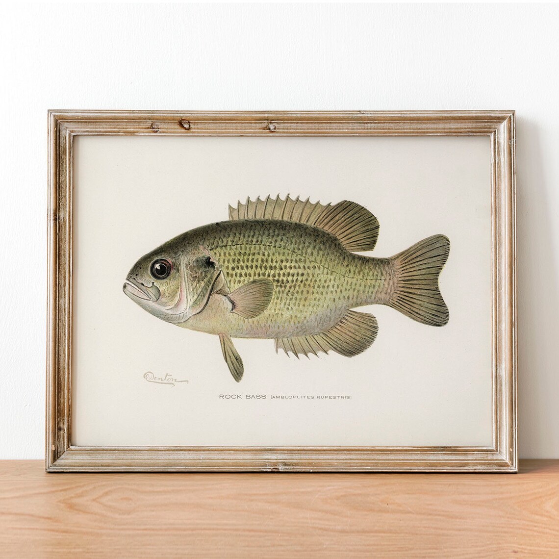 Rock Bass Fish Vintage Fishing Poster Art Print