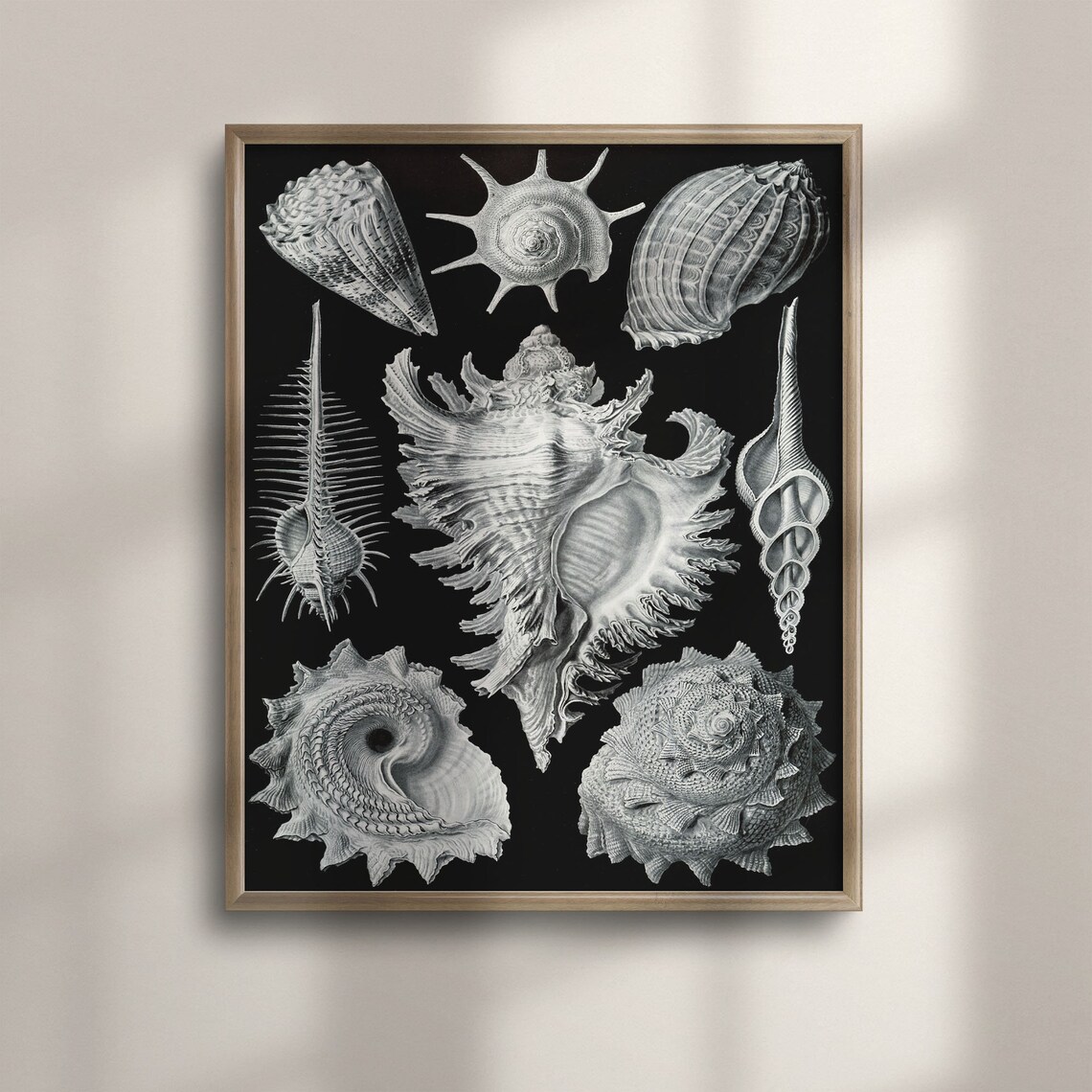 Ernst Haeckel Inspired Vintage French Seashell Art Print