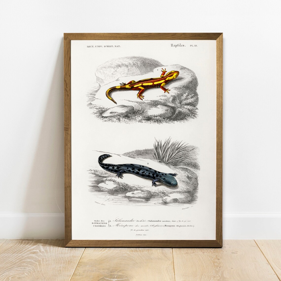 Vintage French Salamander Reptiles Chart Natural History Art Print