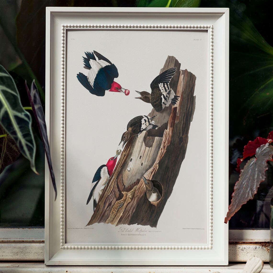 Woodpecker Antique Bird Painting, Vintage Art Print - Image 4