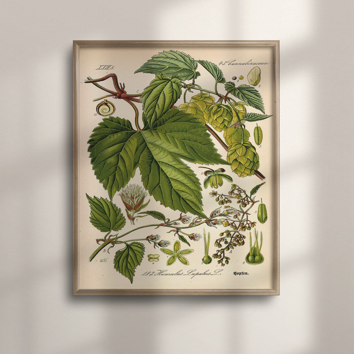 Hops Vintage Botanical Art Print, Beer Plants