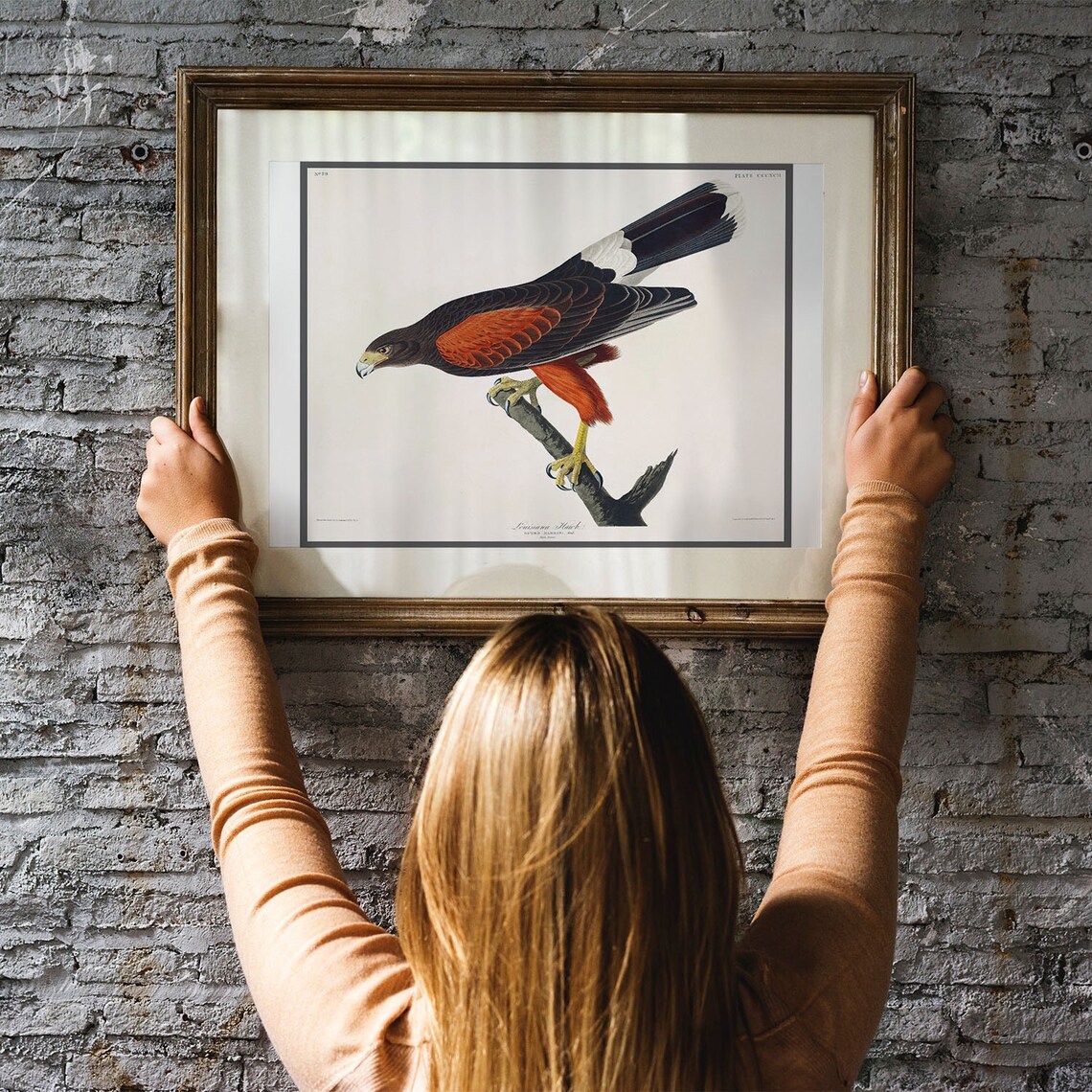 Louisiana Hawk Audubon Vintage Bird of Prey Illustration Poster - Image 3
