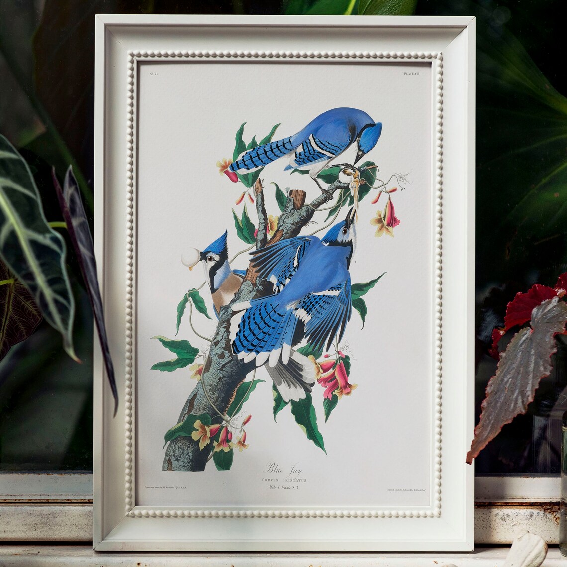 Blue Jay Antique Bird Painting Vintage Drawing Print - Image 3