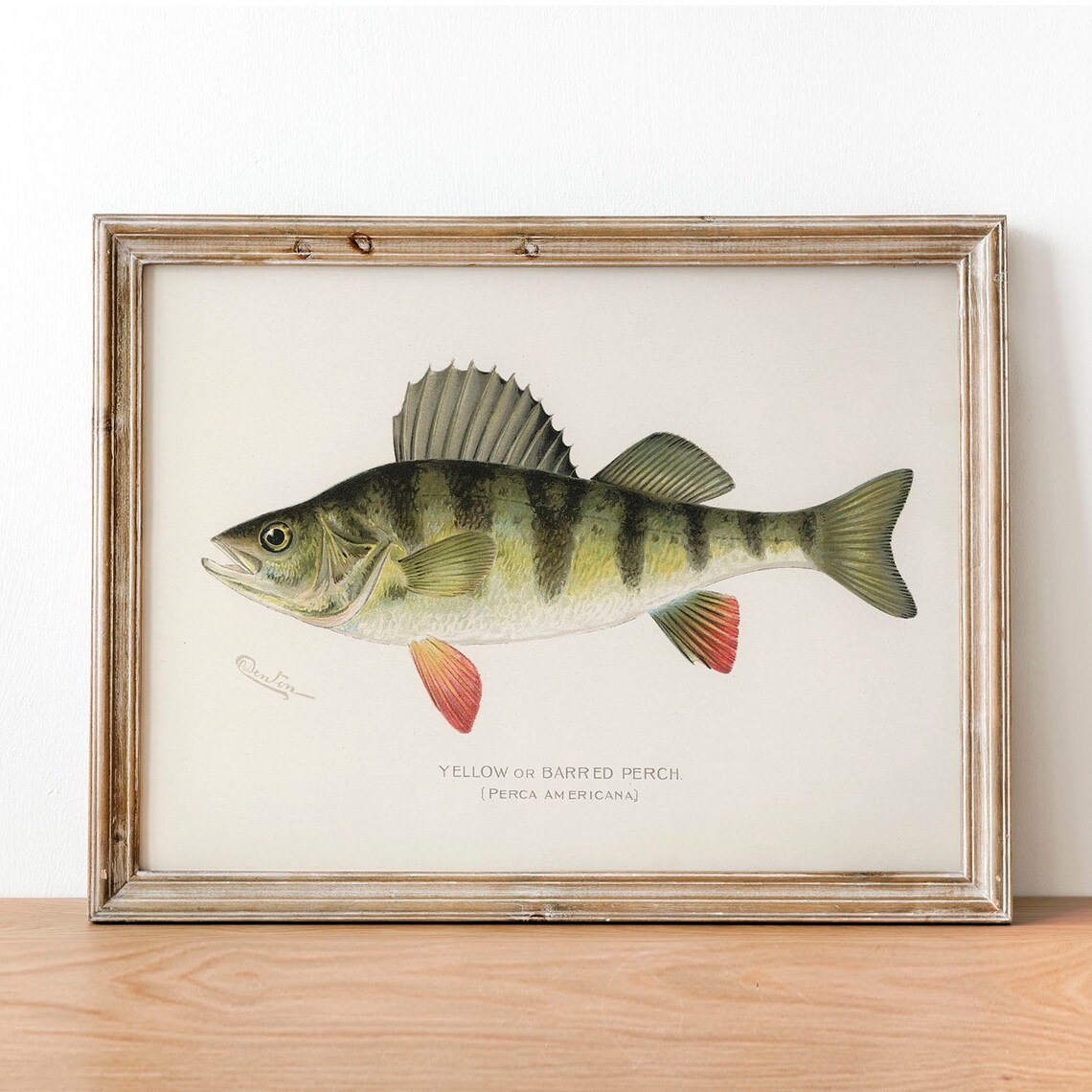 Yellow Fish Vintage Fishing Poster, Barred Perch