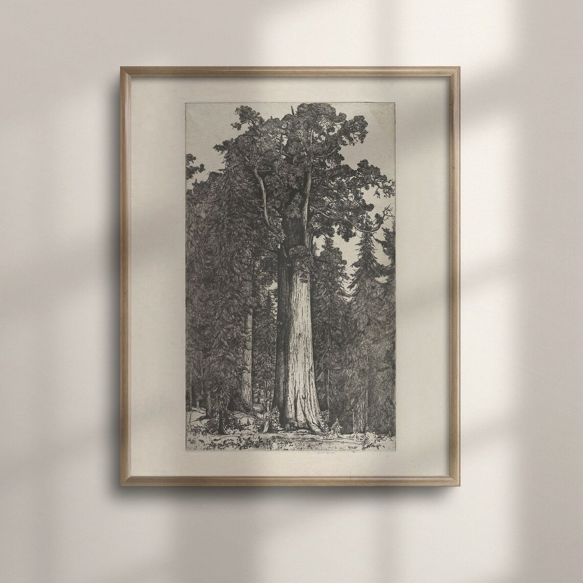 Giant Sequoia Tree Vintage Engraving Black White Woodland Forest Poster