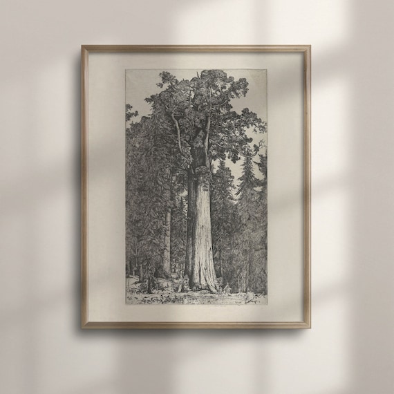 Giant Sequoia Tree Vintage Engraving Black White Woodland Forest Poster
