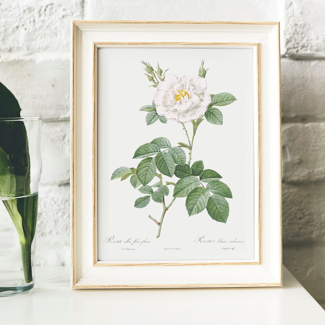 Vintage White Rose Botanical Art Print, Antique - Image 4