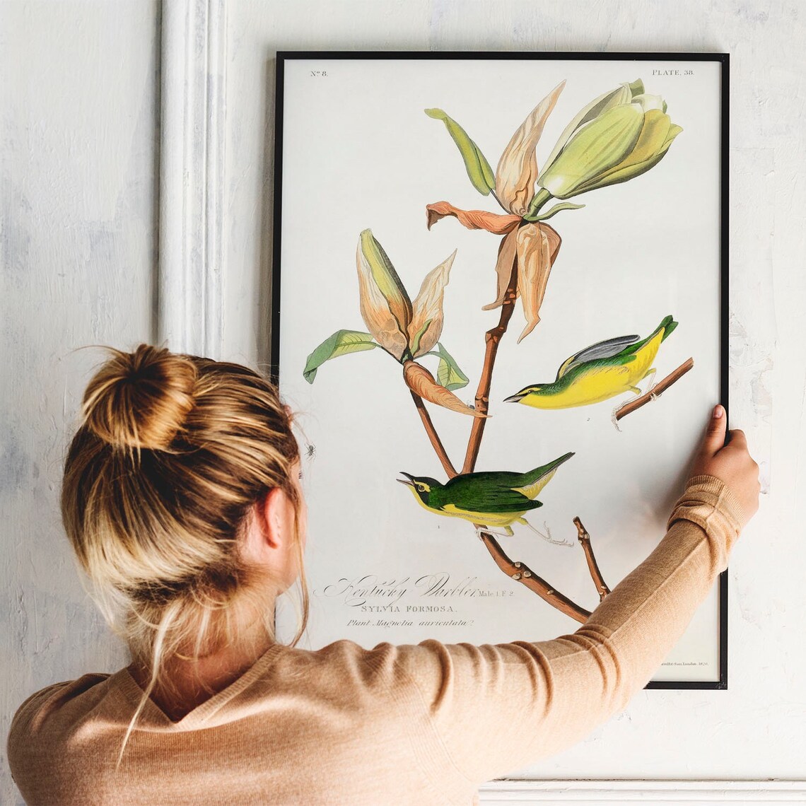 Audubon Kentucky Warbler Songbirds Vintage Magnolia Bird Plate Poster - Image 3
