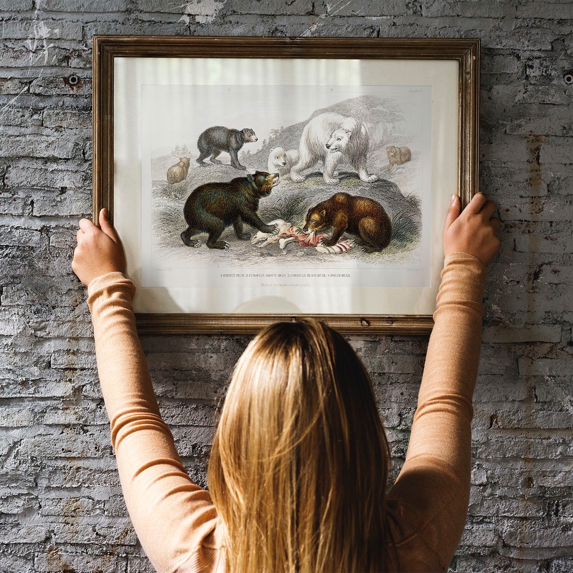 Vintage Bear Species Chart Grizzly Polar Black Bear Antique Poster - Image 3