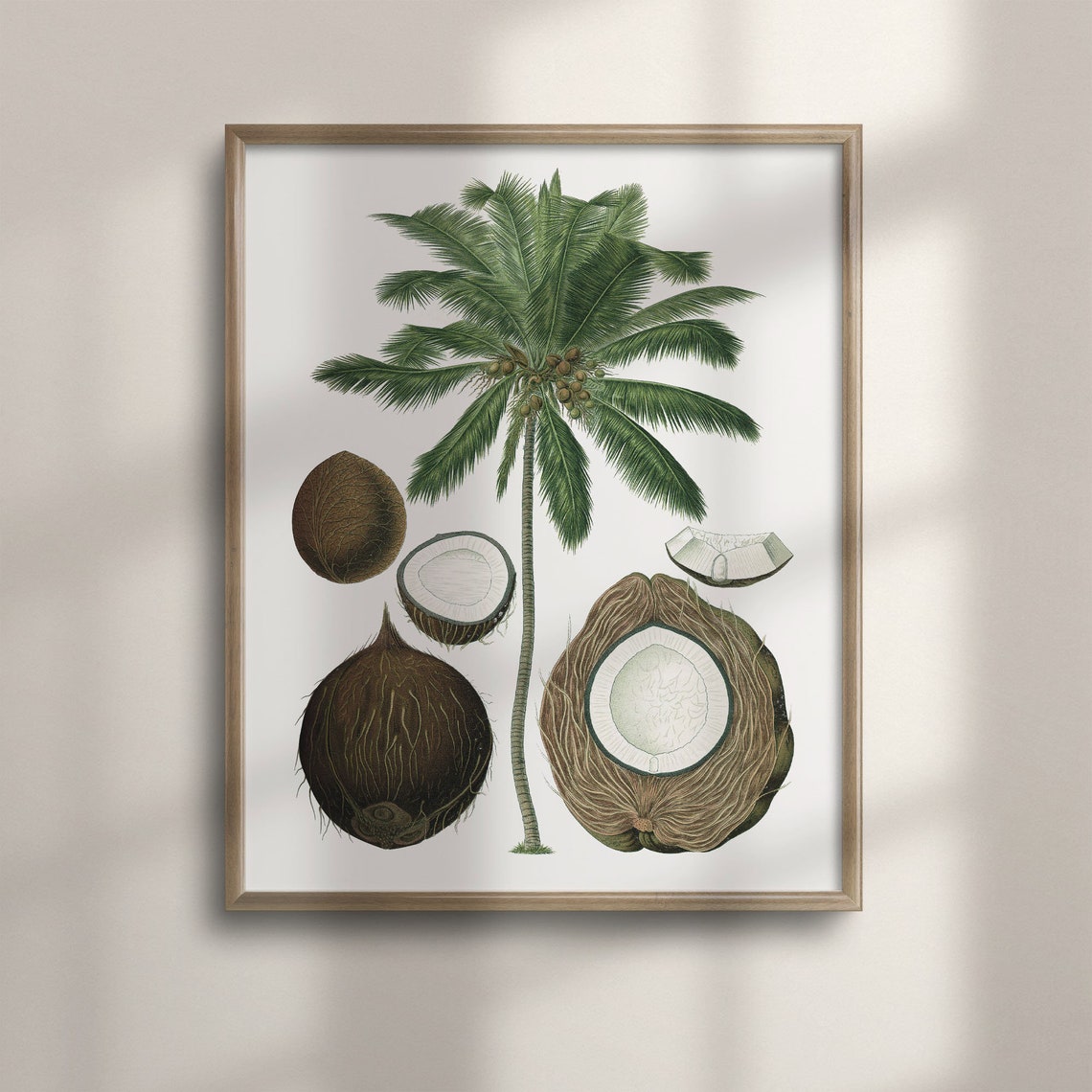 Vintage Coconut Palm Tree Botanical Illustration Nature Art Poster