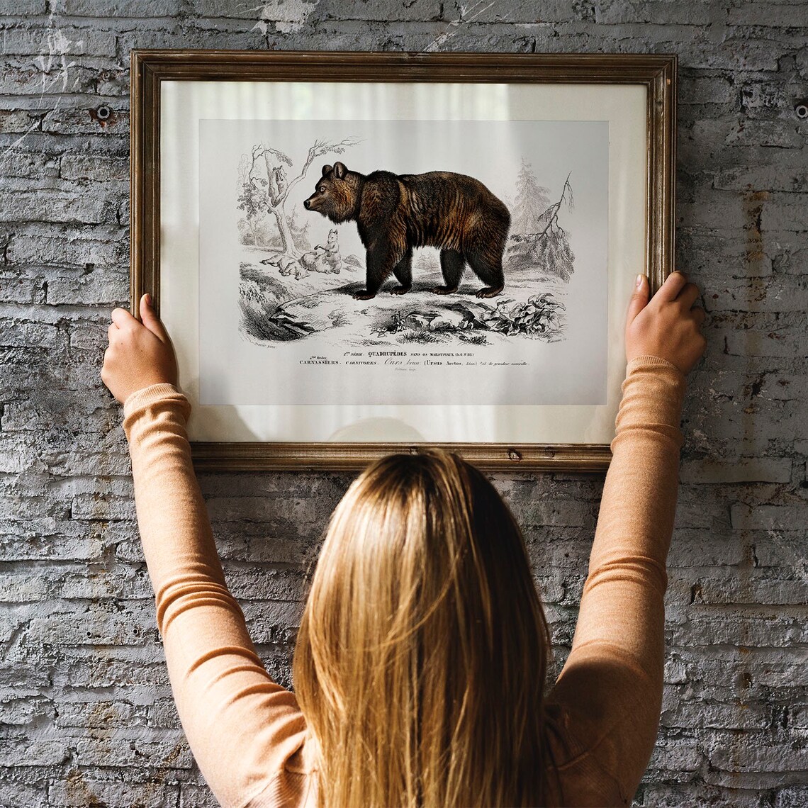 Brown Bear Antique Animal Drawing, Vintage Poster - Image 3