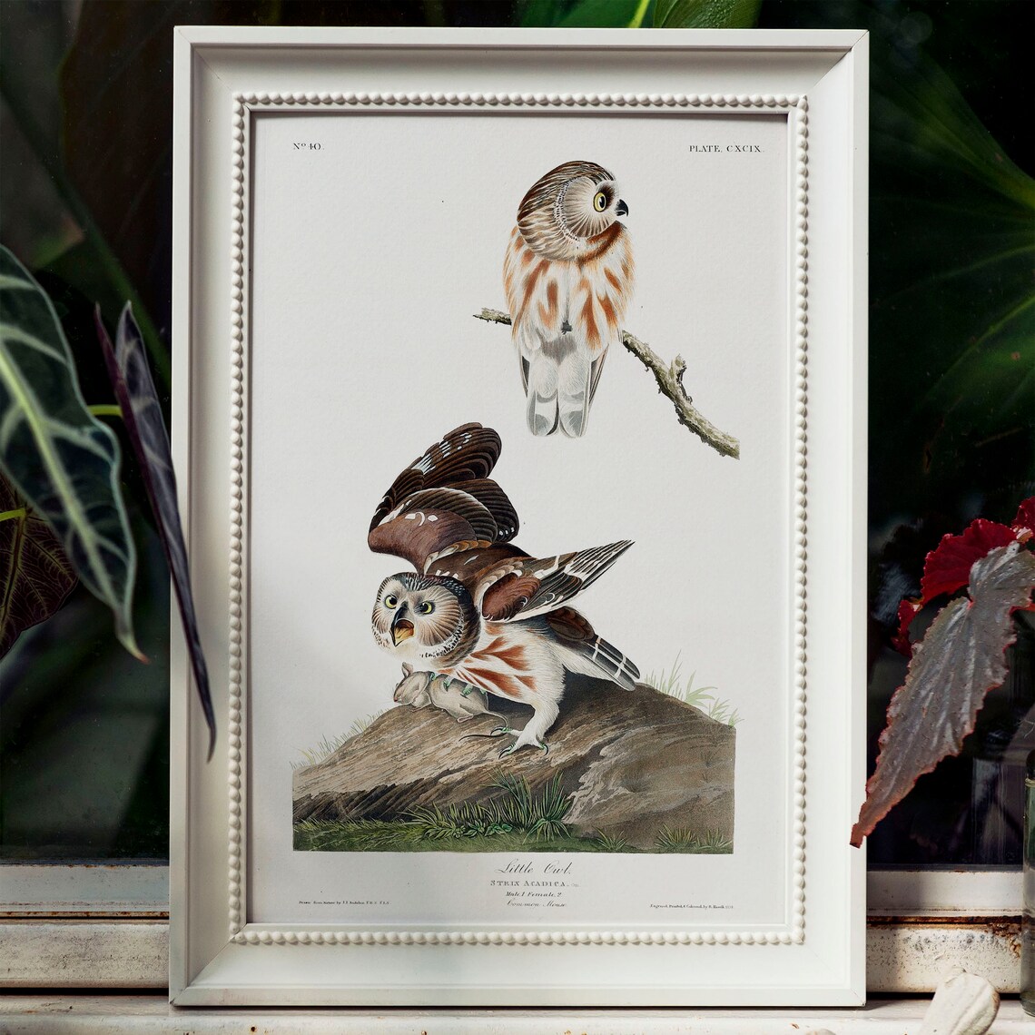 Audubon Little Owl Vintage Bird Plate Art Print for Bird Lovers - Image 4