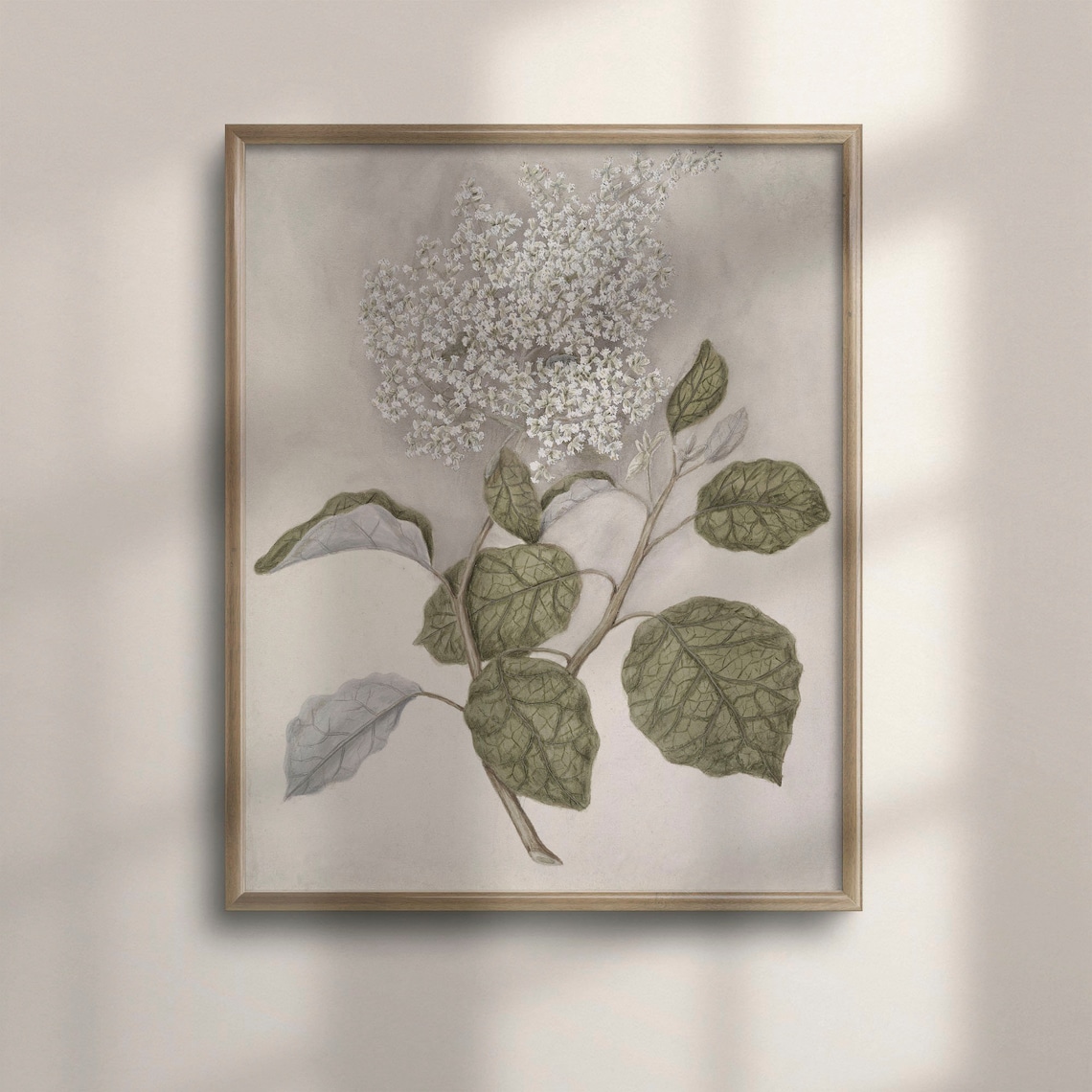 Antique Botanical Watercolor of White Blossoms on Branch Poster