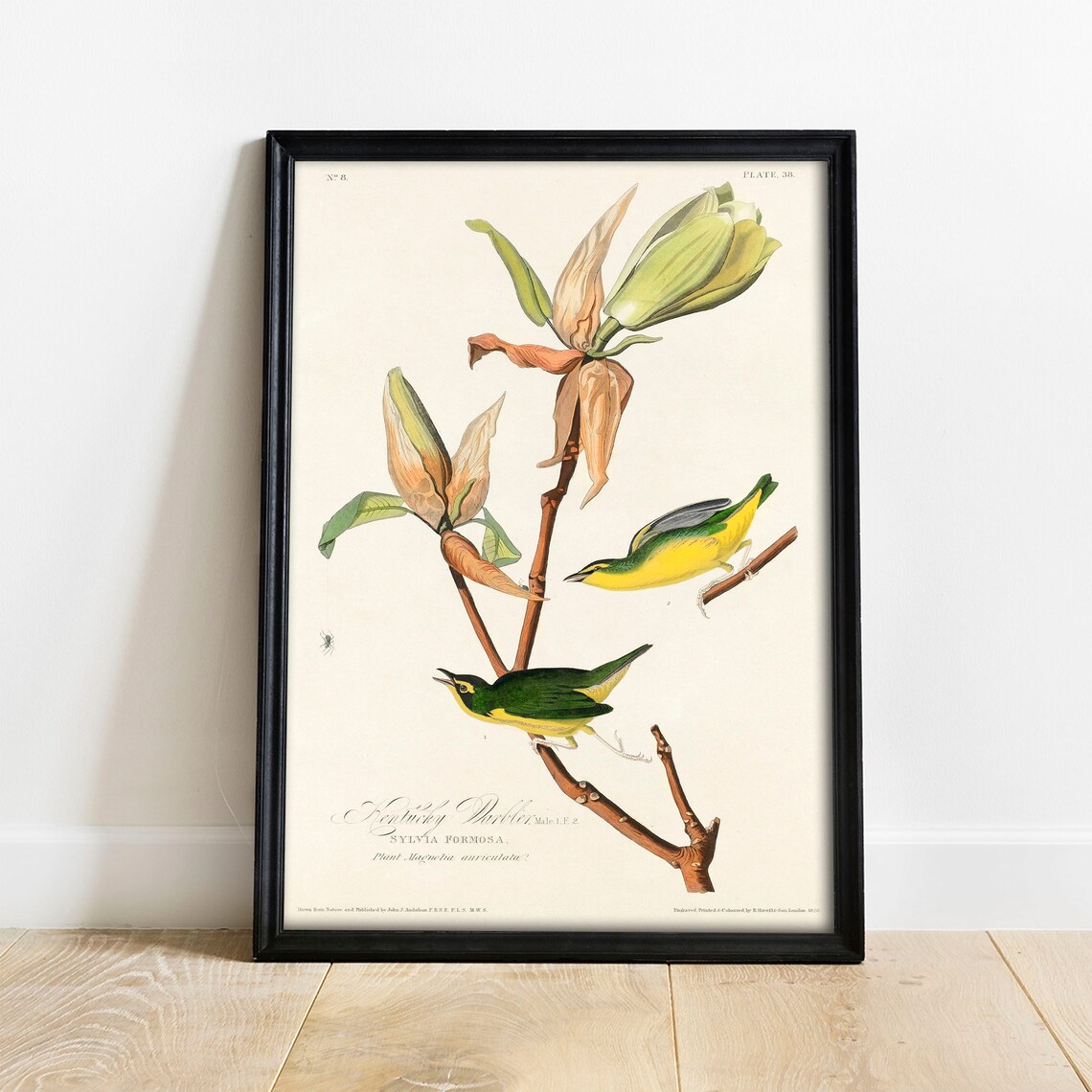 Audubon Kentucky Warbler Songbirds Vintage Magnolia Bird Plate Poster
