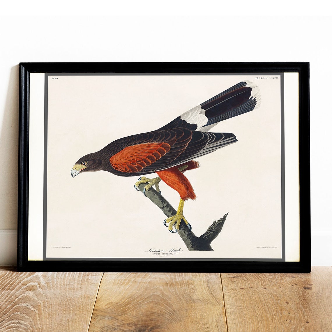 Louisiana Hawk Audubon Vintage Bird of Prey Illustration Poster
