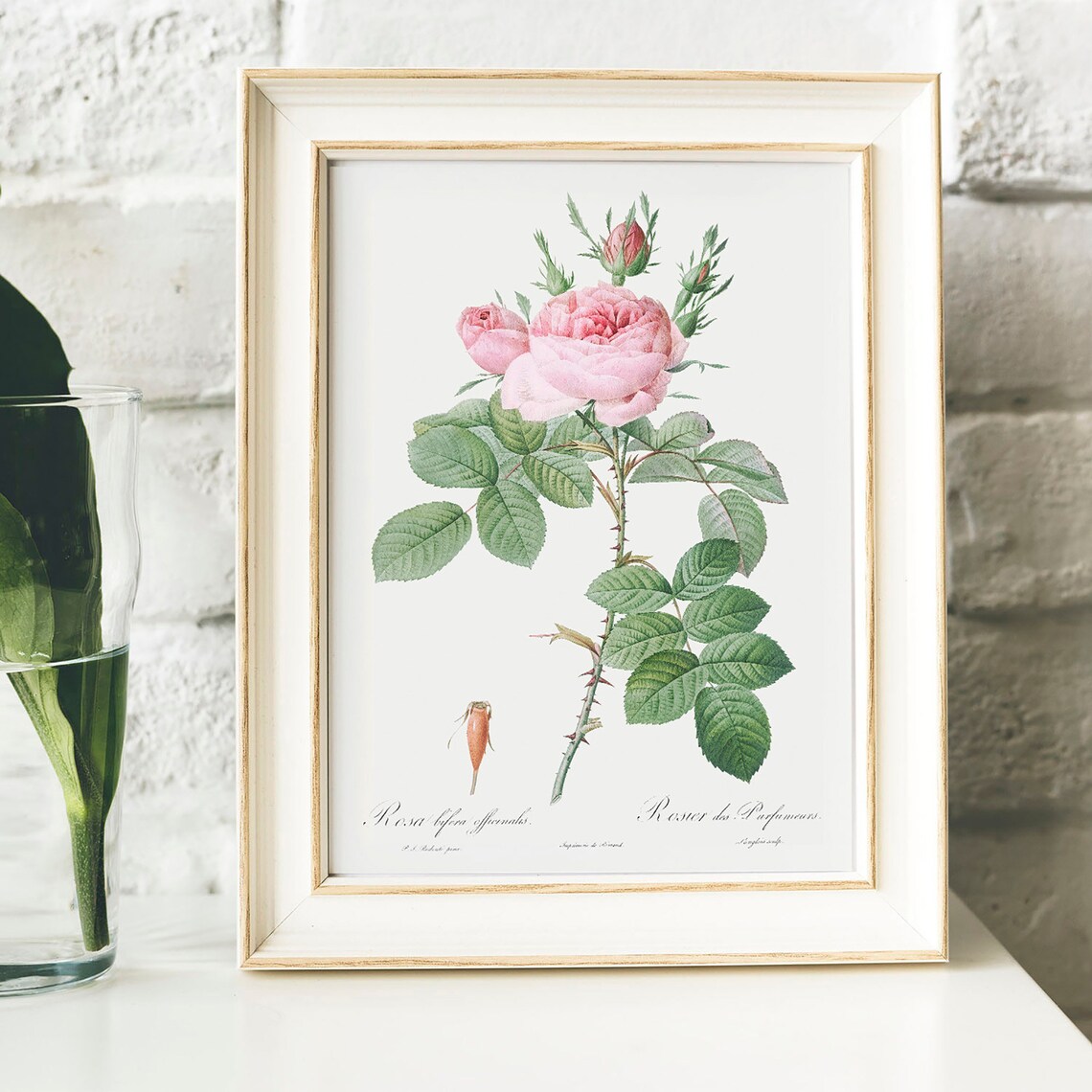 Antique Pink Rose Botanical Art Print, Vintage - Image 4