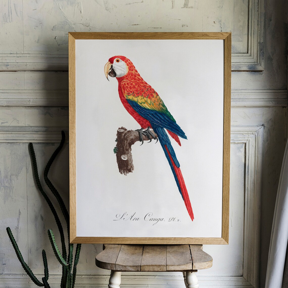 Scarlet Macaw Ara Canga Antique Parrot Bird Engraving Poster - Image 2