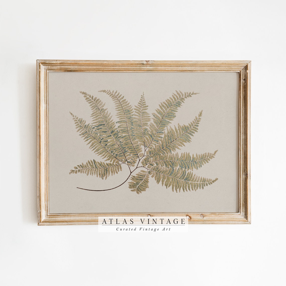 Antique Fern Botanical Study Vintage Green Wall Decor Poster