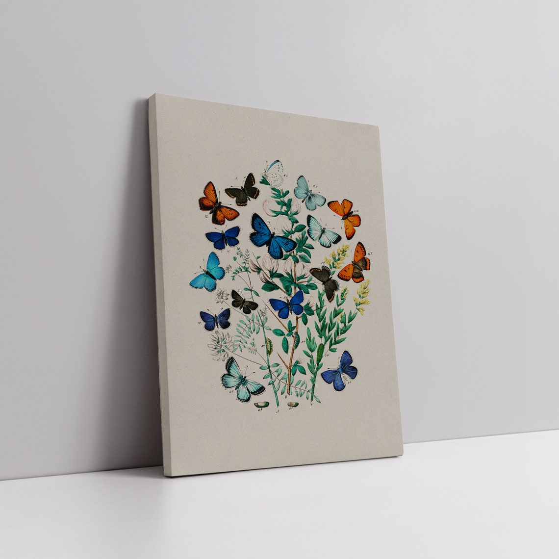 Colorful Antique Butterfly Specimen Plate On Botanical Branches Poster - Image 6