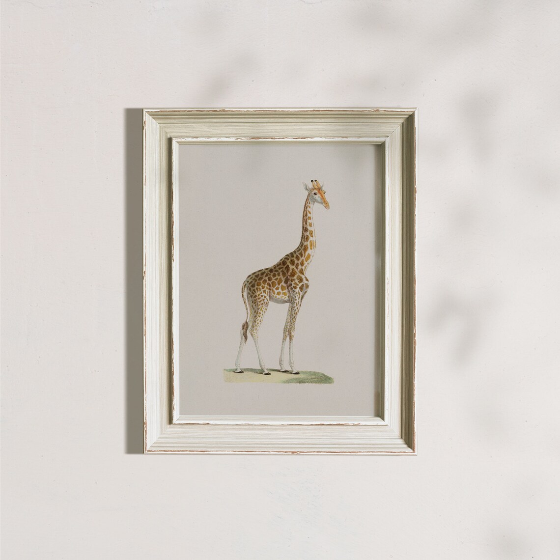 Vintage Giraffe Standing Portrait Natural History Illustration Poster - Image 7
