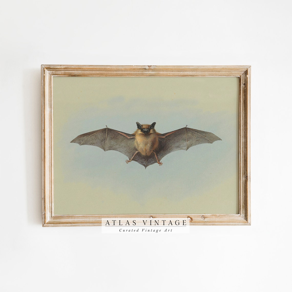 Vintage Brown Bat With Spread Wings Dark Academia Nature Poster