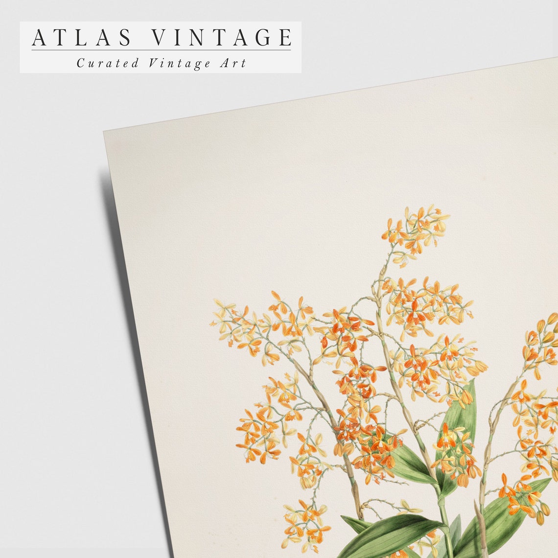 Antique Golden Floral Botanical Study Cream Background Art Poster - Image 4