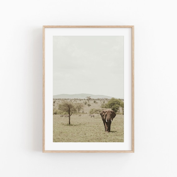 South Africa Print Nature Wall Art Photography Print Africa View Art Print Photo Poster South Africa Room Decor Boho Poster Animal