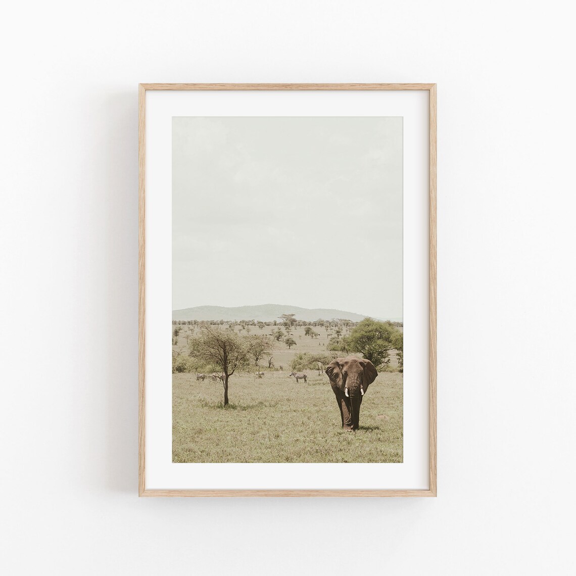 South Africa Safari Elephant Savanna Wildlife Photography Print