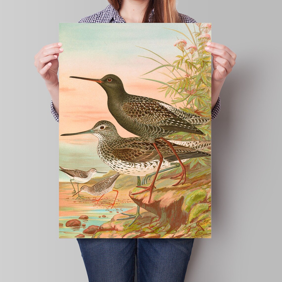 Spotted Redshanks Wading at Sunset Vintage Naturalist Shorebird Poster - Image 3
