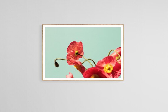 Poppy Photograph, Modern Floral Wall Art